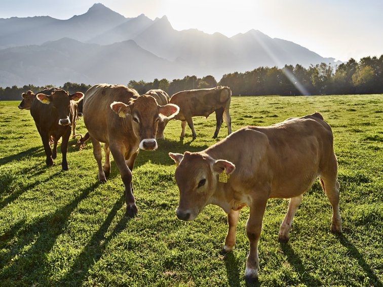 So idyllisch wie auf diesem Bild gehts in der Bio Weide-Beef-Szene im Moment nicht zu und her. (Bild pd)