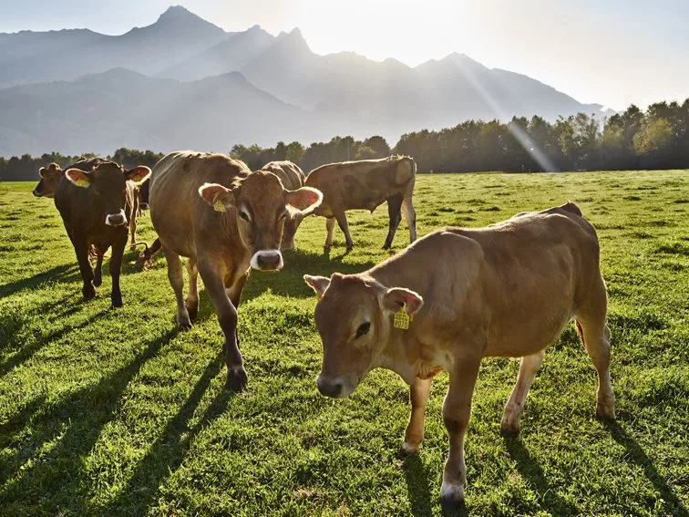 04785b81b5f25e28a74fe17df55a7183bbe497b6 So idyllisch wie auf diesem Bild gehts in der Bio Weide-Beef-Szene im Moment nicht zu und her. (Bild pd)