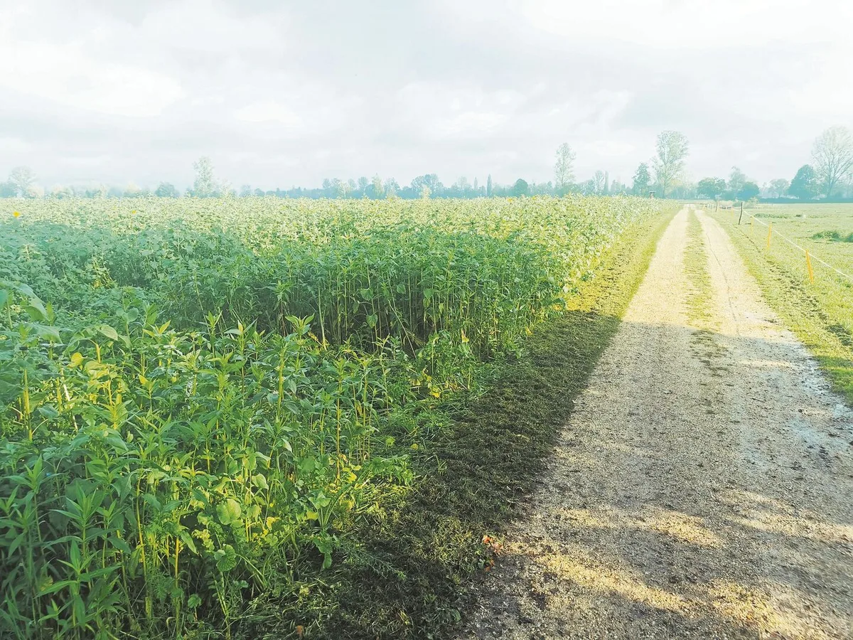In Witzwil wuchsen 2023 auf 120 ha Gründüngungen. Hier eine schön entwickelte Mischung Agri Genève Nr. 6. In Zukunft will das Feldbauteam die Mischungen verbessern und selbst Saatgut dafür gewinnen.