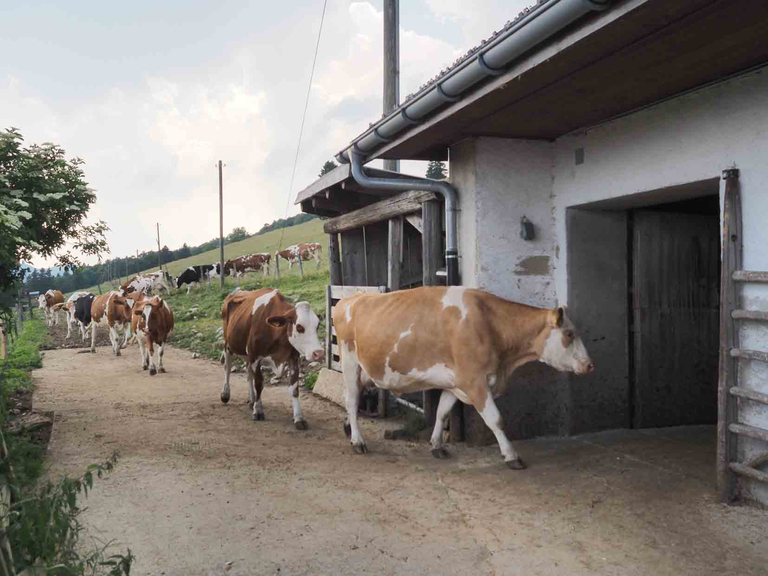 Kuhherde unterwegs zum Melken in den Stall. (Bild Agroscope)