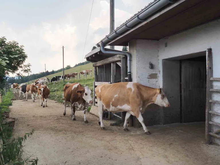 0f09ed02ccfc1f38b7d5e8a4e7384cea952d460f Kuhherde unterwegs zum Melken in den Stall. (Bild Agroscope)