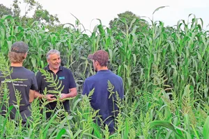 Ueli Schild (Mitte) am Flurgang in Tänikon: Im Vordergrund die Sorghum-Sorte Arigato, im Hintergrund die hochwachsende Sorte Kallisto.
