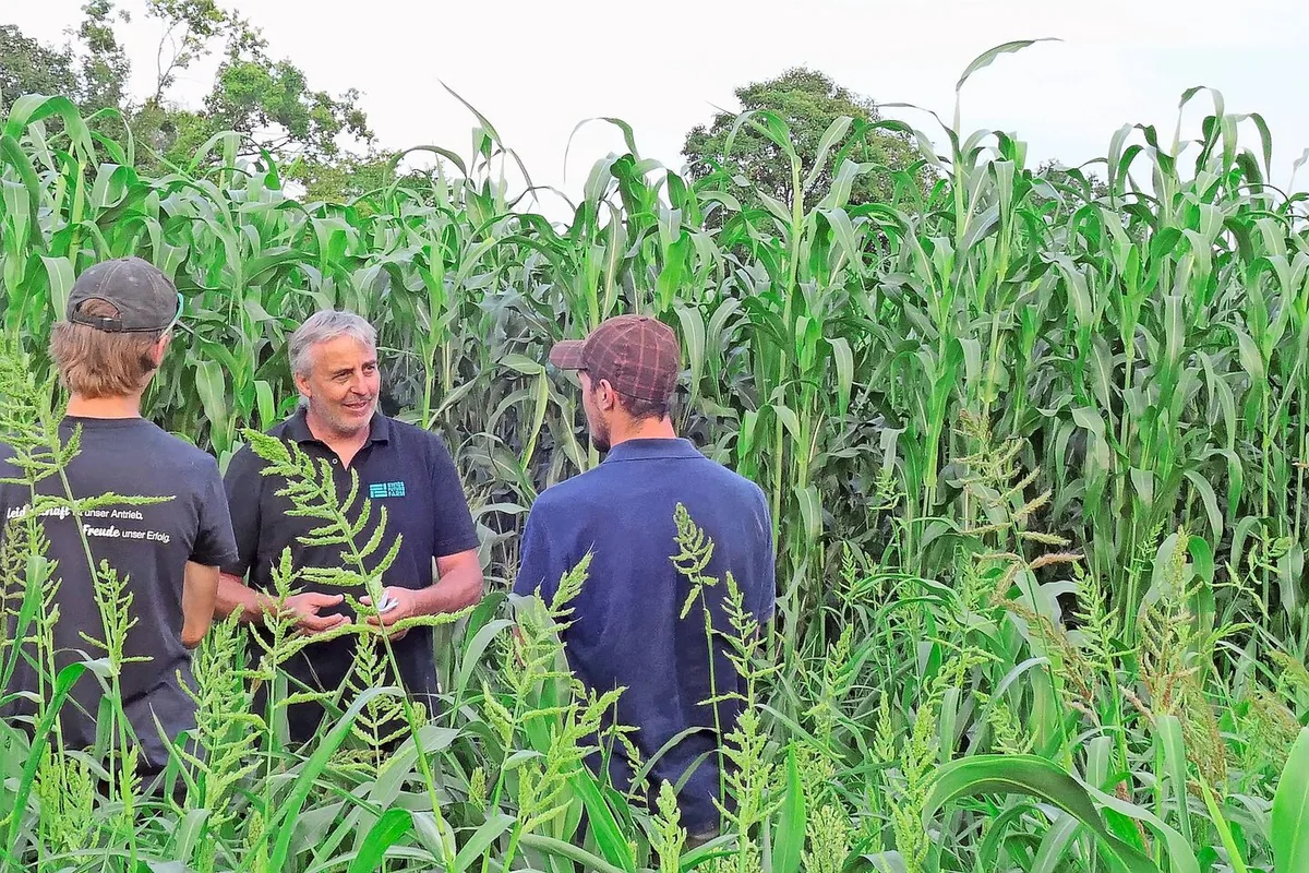 Ueli Schild (Mitte) am Flurgang in Tänikon: Im Vordergrund die Sorghum-Sorte Arigato, im Hintergrund die hochwachsende Sorte Kallisto.
