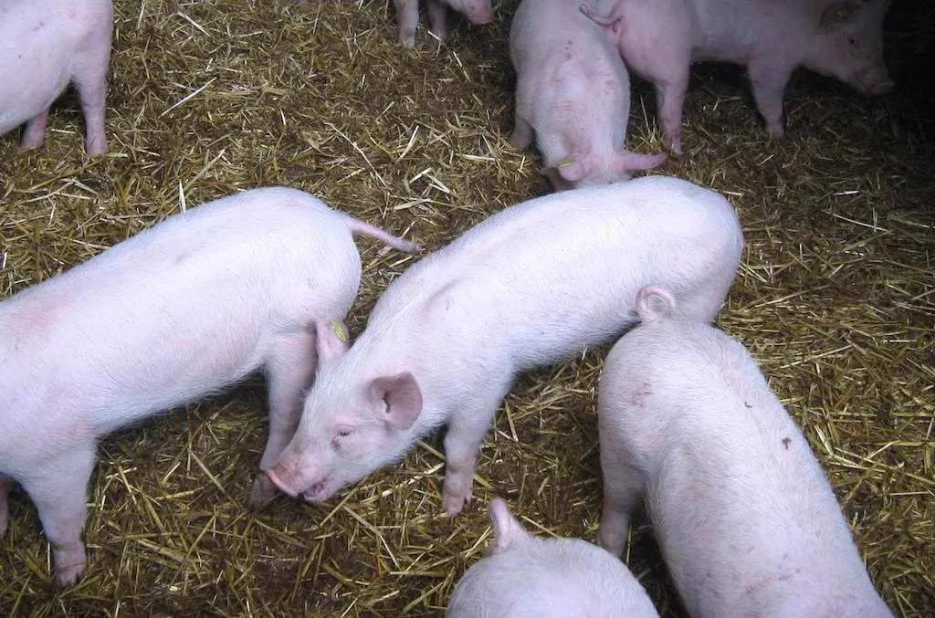 d239f797f6924ee59f07cda878e2baf80a28e55e Schweine können wegen Wurmbefall husten. Bild: Suisag