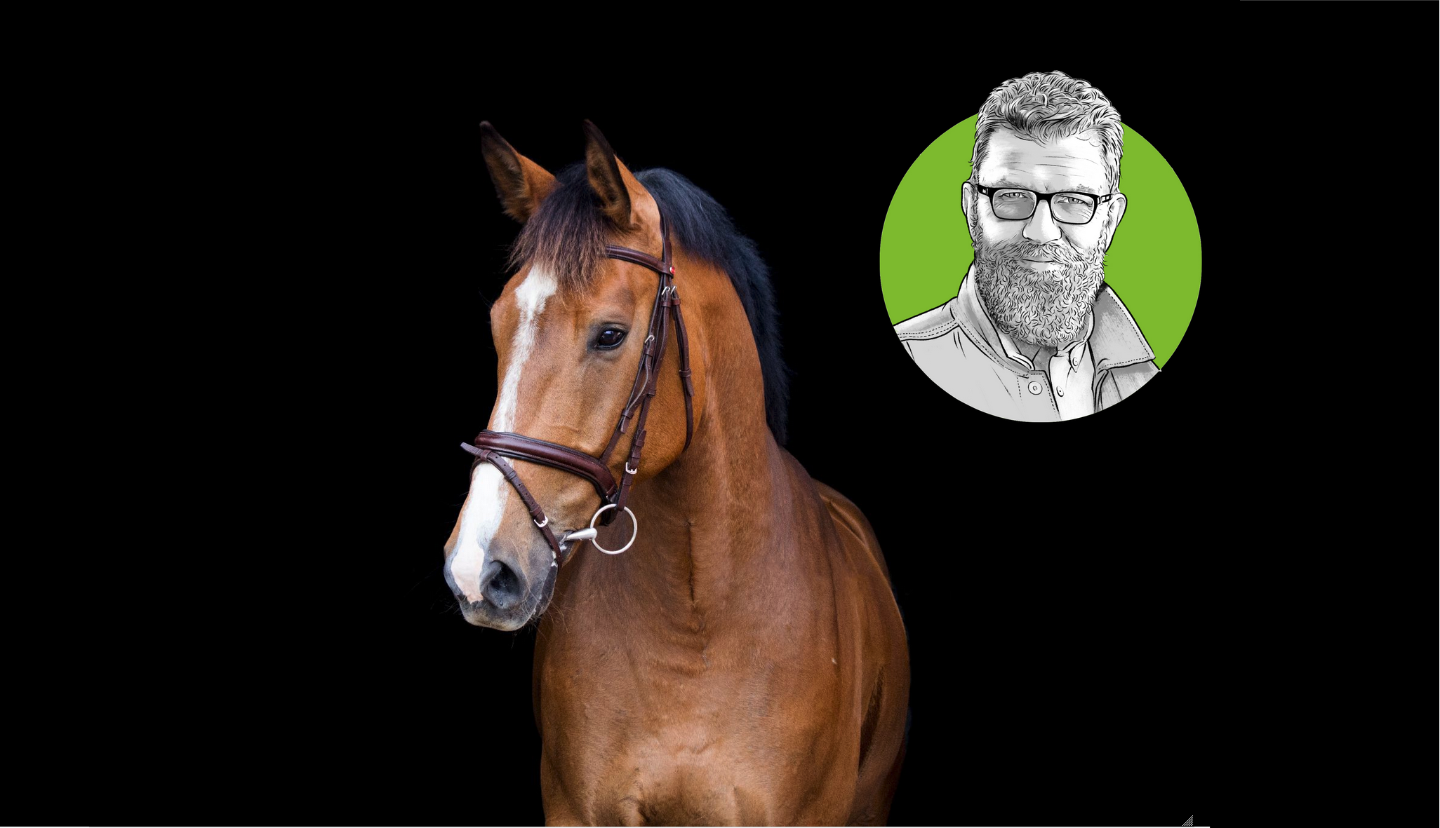 Pferd mit Zaumzeug vor schwarzem Hintergrund.