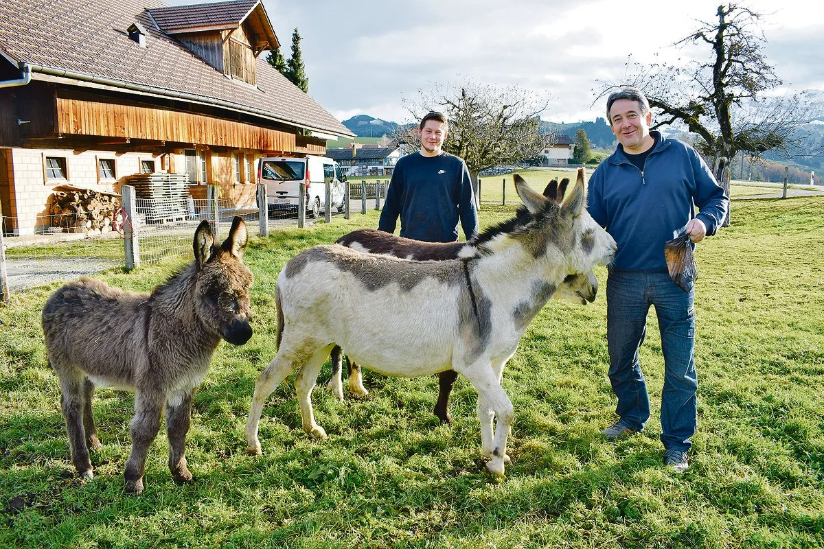 82fa4885d83eefe90c6666abf4303e405840203d Patrick und Ruedi Krähenbühl mit ihren Eseln Maggia, Flo und Mochito, welche im Sommer die Schafe auf der Alp gegen Grossraubtiere verteidigen. Wichtig ist, dass Herdenschutzesel mit Schafen aufwachsen. (Bild Daniela Joder)