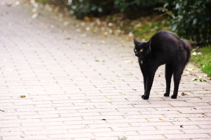 2a5f4e0b4d2498abfa1b65807e80aa1db039530d Eine schwarze Katze am Freitag dem 13. ist für viele Menschen so etwas wie der Supergau an Unglück. (Bild Pixabay)