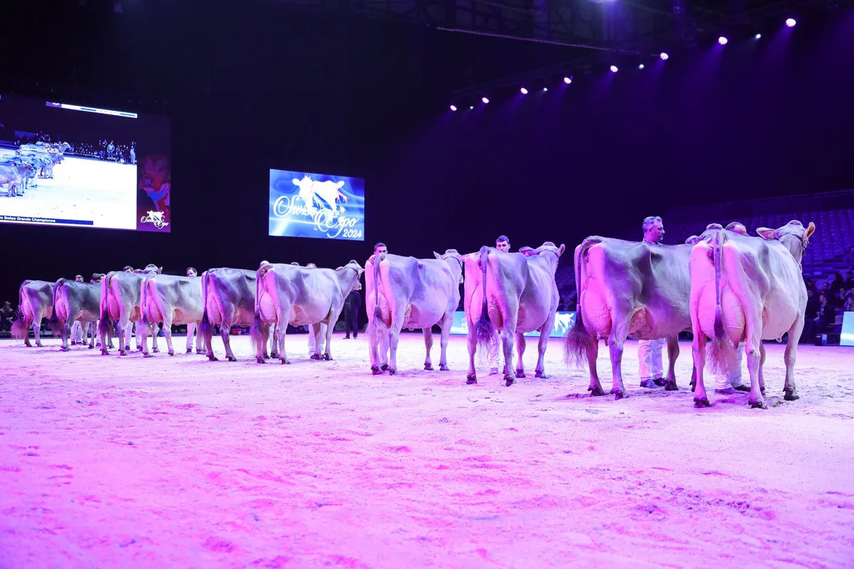 SwissExpo2024-BrownSwiss-HugoStudhalter Archivnummer: BVCH51825