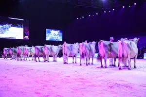 Die Tiere bestätigen mit ihrem Auftritt die gute Arbeit der Besitzer und des Stallteams an der Swiss Expo.