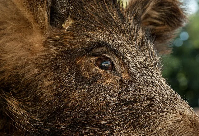 22824d5d22b85eb523d31b0631fba326b3fb6bc5 Das Schwein hatte offenkundig die Schiebetüren des Supermarkts eingerannt und irrte darin umher. (Bild Pixabay)