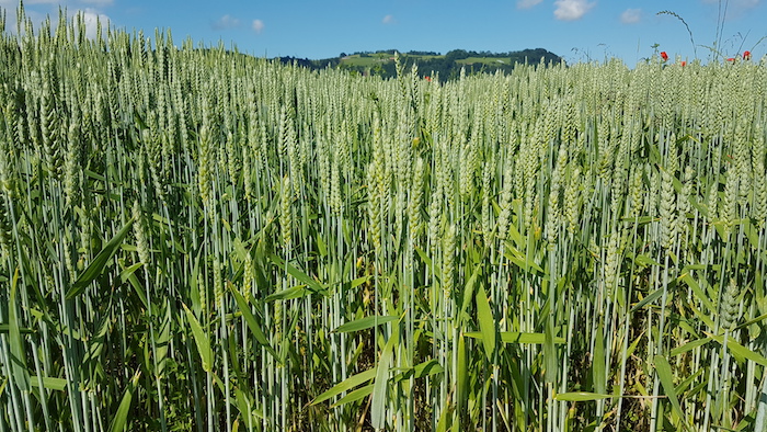 Die Anbauempfehlungen für die Ernte 2020 sind da. (Bild zVg)