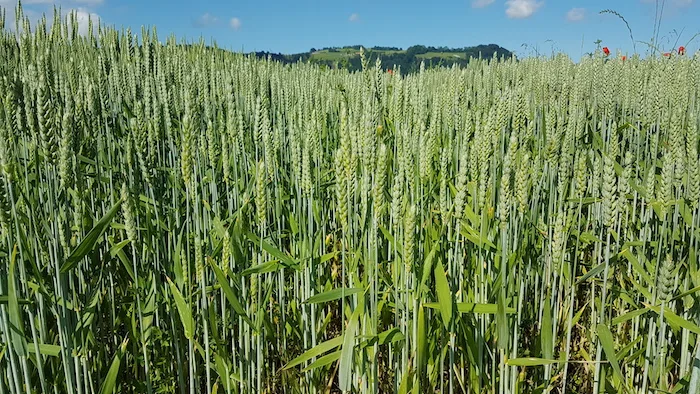 f71187920d0be4f85e44f9395fa2944a0e632f0f Die Anbauempfehlungen für die Ernte 2020 sind da. (Bild zVg)