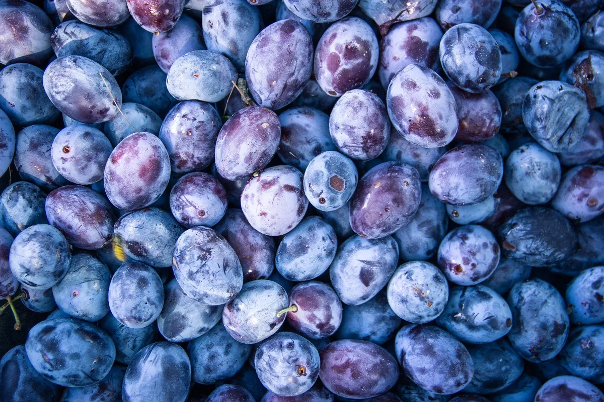 Zwetschgen: Das blaue Wunder