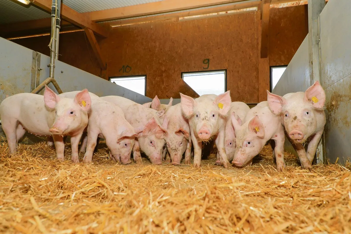 35a4faffaf35f475e33c0ae59691afe5022ad8d3 Was sind die Mehraufwände für Labelschweine wert? Demnächst wird zwischen IP-Suisse und Migros die Prämie bzw. deren Bandbreite für 2021 ausgehandelt. (Bild Peter Röthlisberger/«die grüne»)