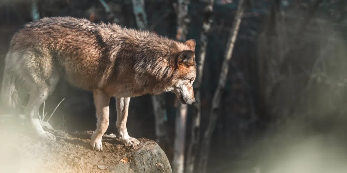 wolf_janis_wolf Graubünden hat ein weiteres neues Wolfsrudel