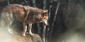 Der Lebensraum im Kanton Graubünden scheint für Wölfe gut geeignet zu sein.