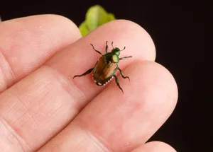 Der Japankäfer ernährt sich von mehr als 300 Wirtspflanzen, darunter Gemüse, Ackerkulturen und Obstgehölze.