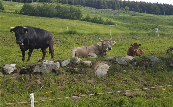 Almwirtschaft ist nicht nur Kullisse für Wanderer. (Symbolbild ji/lid)