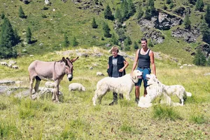 Betriebsleiter Tim Marchesi (r) und sein Alphirt Nicola Buzzetti (18 Jahre) freuen sich in Begleitung ihrer Herdenschutzhunde und des Esels auf eine gelungene und unfallfreie Alpsaison.