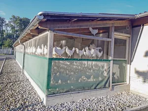 Im Aussenklimabereich ist das Geflügel geschützt vor Wildvögeln, die das Vogelgrippevirus tragen können.
