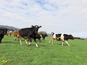 Noch immer verliert der Biosektor zu viele Tränker an den konventionellen Kanal. Nun werden aus vagen Ideen zunehmend konkrete Pläne – und auch im konventionellen Sektor tut sich was.