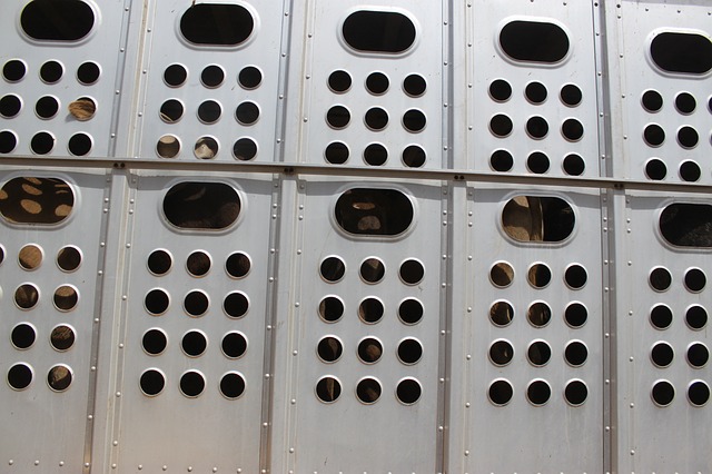 Die Bedingungen beim Tiertransport sollen verbessert werden. Bis dahin wird ein Moratorium gefordert. (Bild Pixabay)
