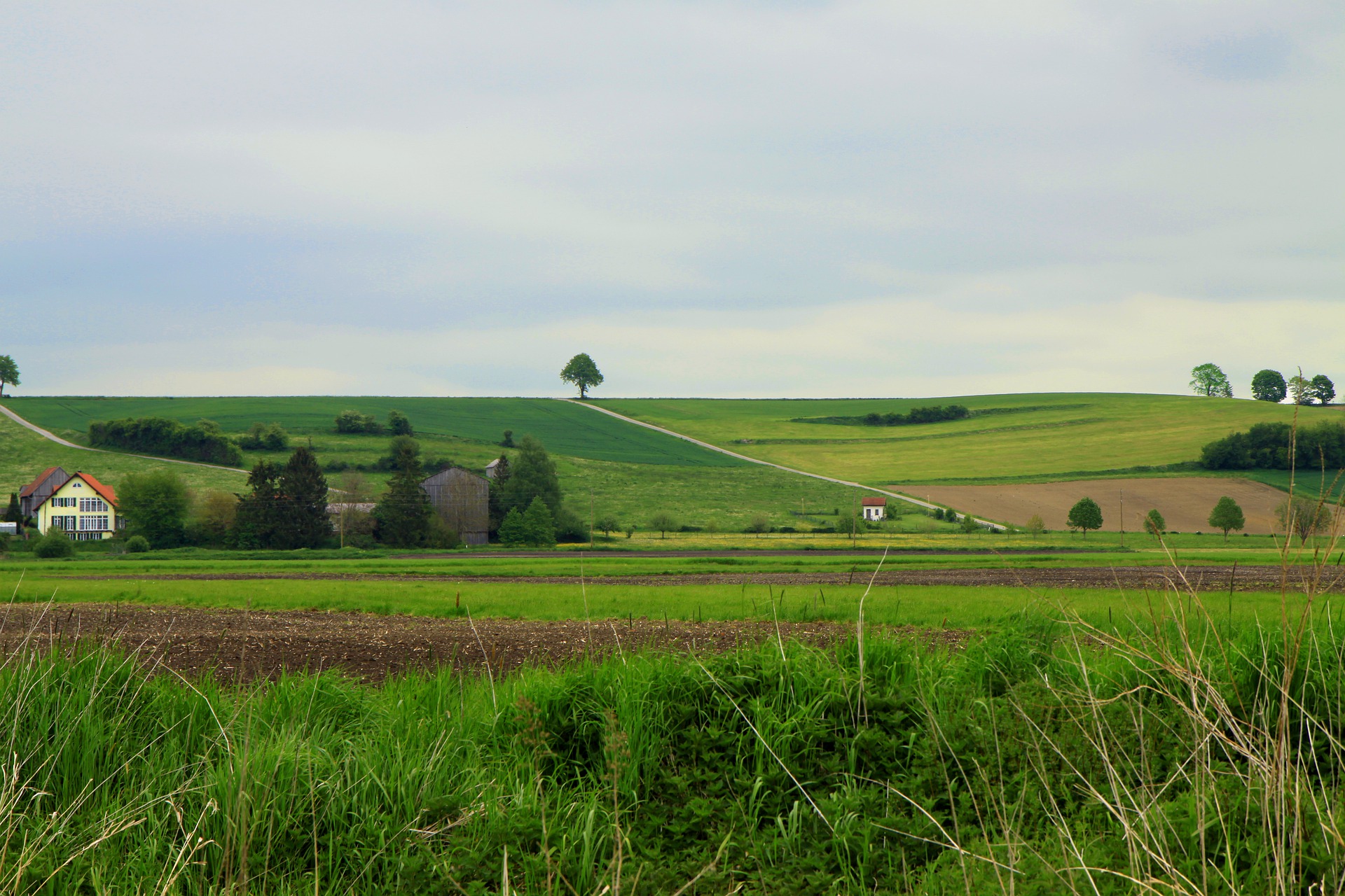 Eine Überprüfung soll zeigen, inwiefern Bäume ausserhalb des Waldes gefördert werden könnten. (Symbolbild bboellinger / Pixabay)