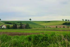 Eine Überprüfung soll zeigen, inwiefern Bäume ausserhalb des Waldes gefördert werden könnten. (Symbolbild bboellinger / Pixabay)