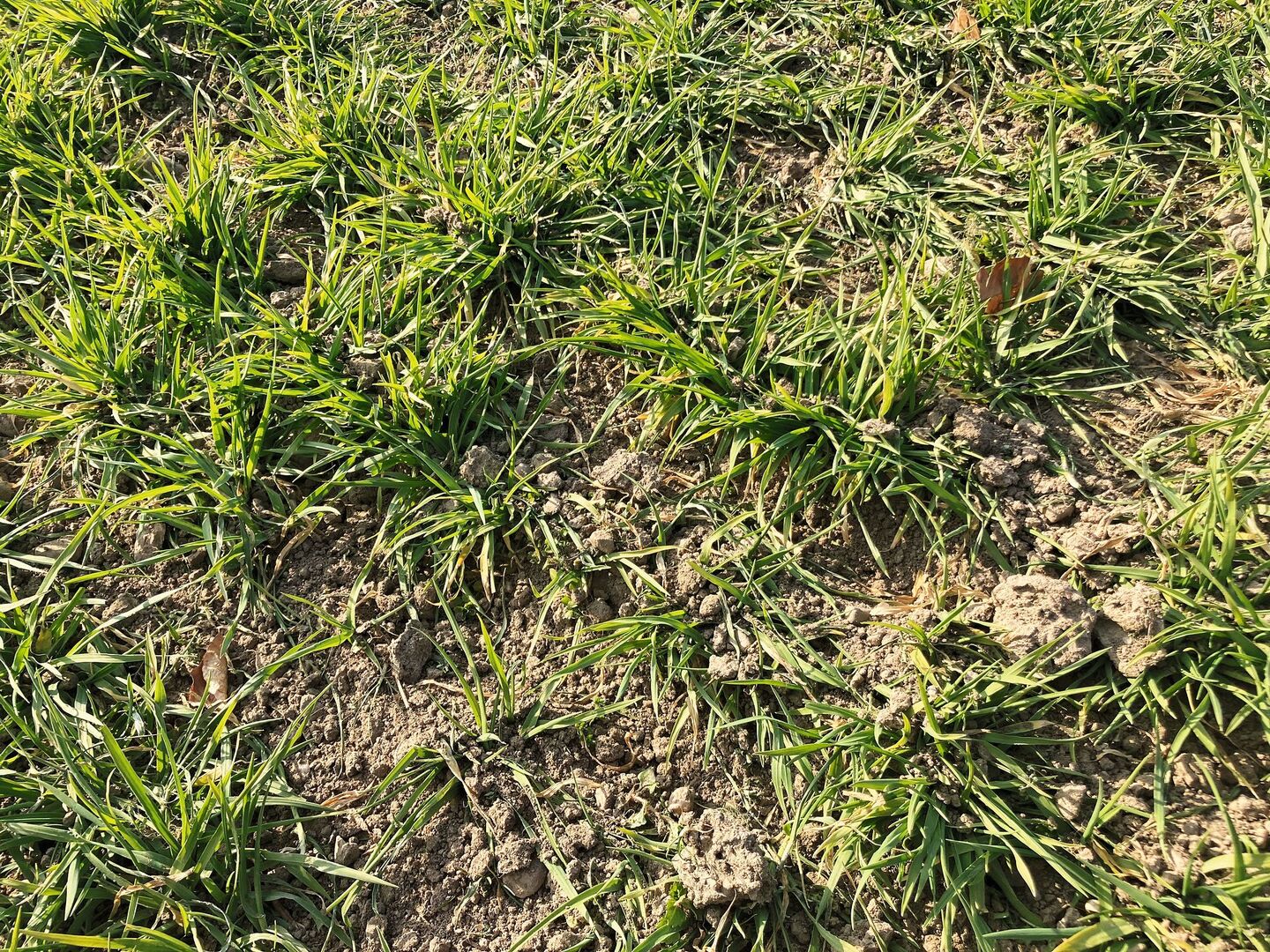 Striegeln war diesen Frühling besonders gut, da verschlämmte Böden aufgerissen wurden und die Gülle besser in den Boden eindringen konnte. Bild: Andrea Zemp