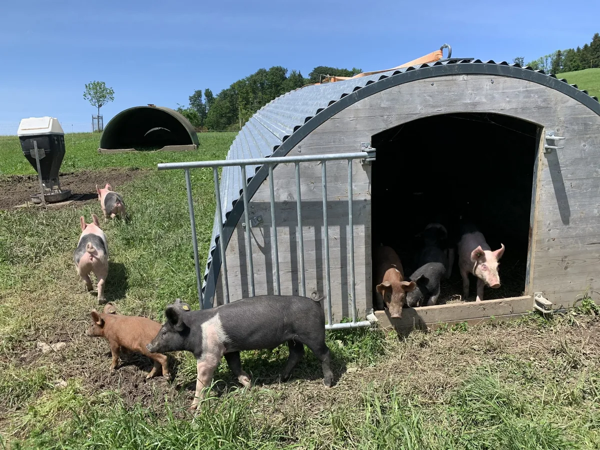 1b0c32c889254feb761c7ad231e5999d4f63cb2d Bioschweine beim Birrholz auf der Horwer Halbinsel, welche zum Biohof Hinterberg von Hans und Andrea Wey gehören. Die Hampshire werden lediglich den Sommer über in Zusammenarbeit mit dem Uelihof in Horw im Freien ausgemästet. (Bild js)