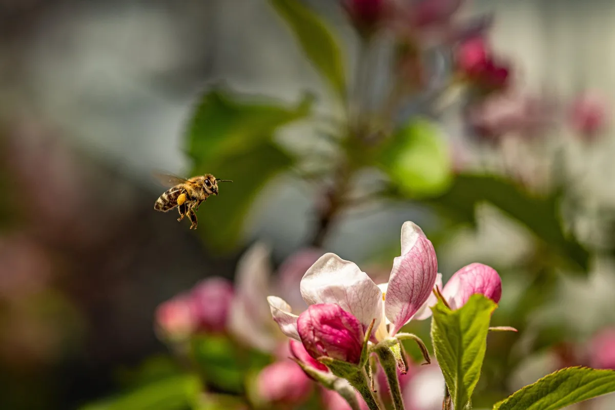 Biene_Apfelbluete Was haben Landwirt(innen) von der neuen Bienen-Initiative zu erwarten?