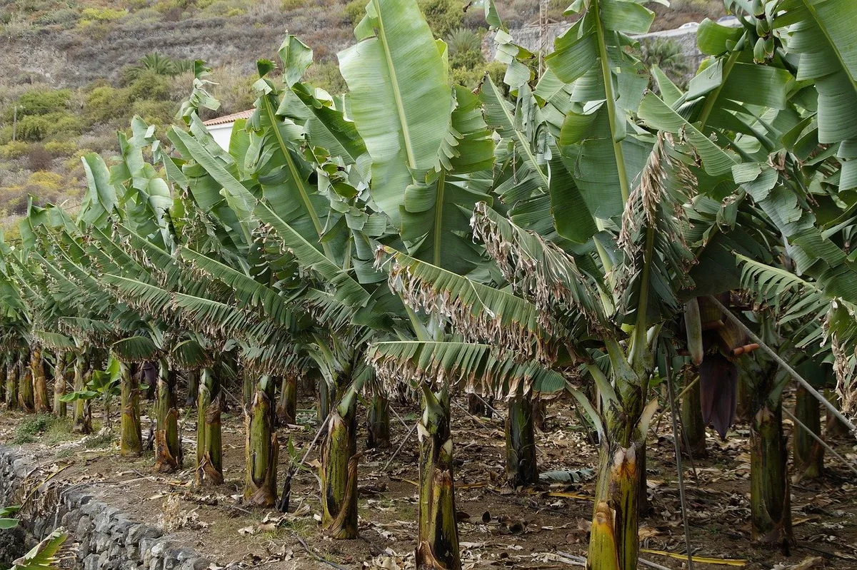 bananenpflanzen Frankreich anerkennt Prostatakrebs wegen Pflanzenschutz als Berufskrankheit