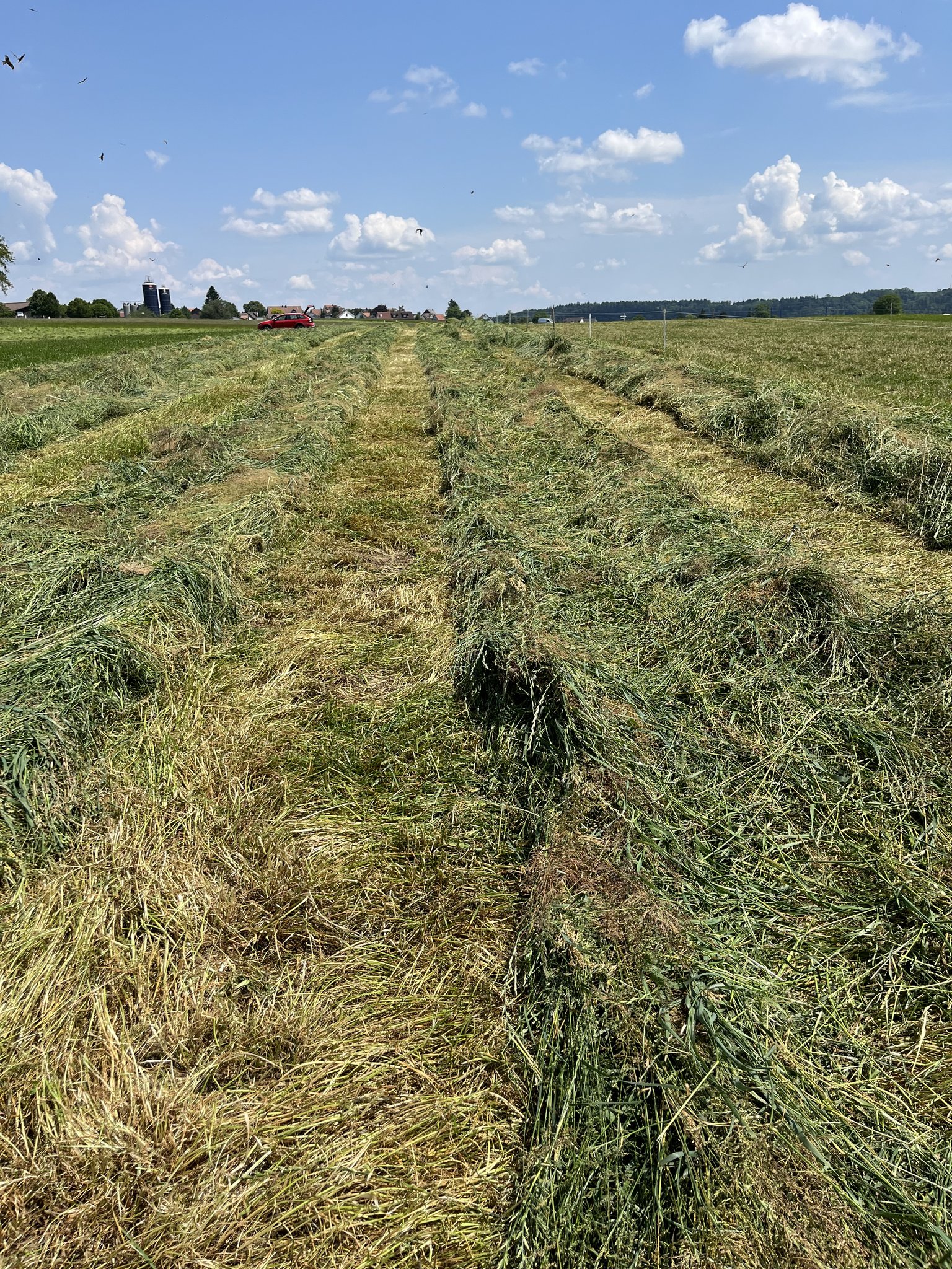 Grasstoppeln sind für die Silage ungeeignet