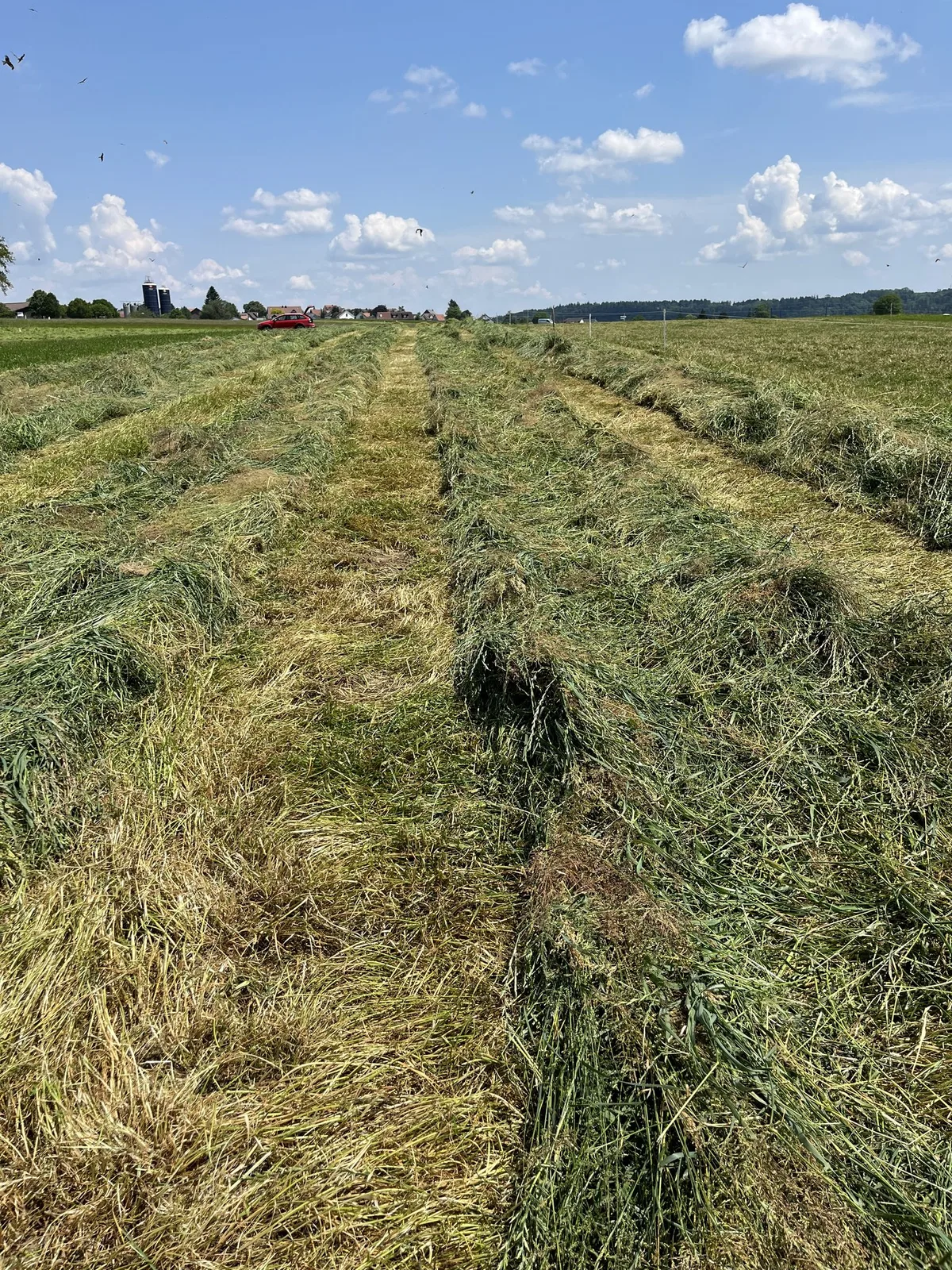 BZ-BET3-23-Gras Grasstoppeln sind für die Silage ungeeignet