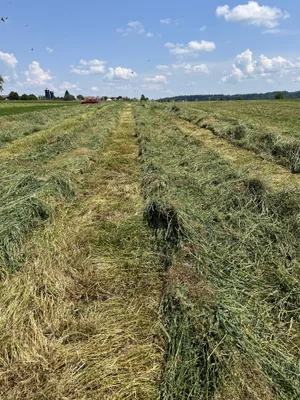 Lagerte das Futter beim ersten Schnitt stark, sind teilweise sehr lange Grasstoppeln auf den Wiesen verblieben.