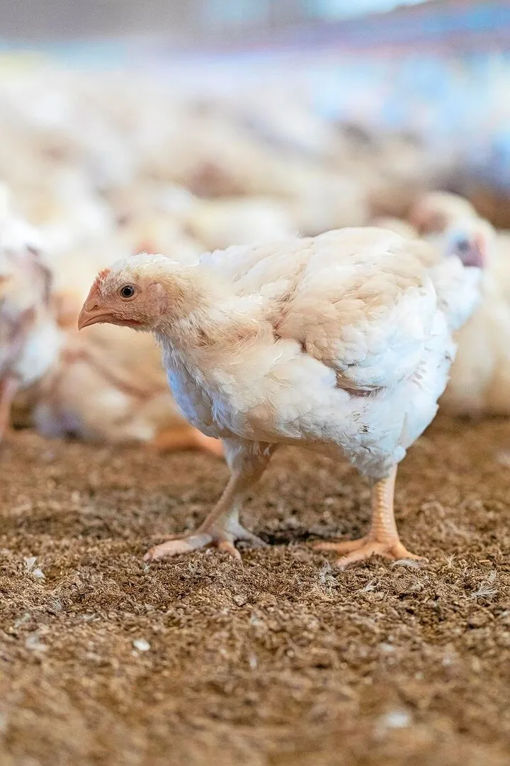 44d5ae6dfcfb5527da6fbc527faa7ef95b94d5e0eb58dcff023ca74ebf8c32f8 Poulet ist gefragt. Micarna will bauen und steht, wie die Produzenten auch, bei der Umsetzung an.