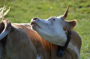 Die Identitas AG soll helfen Tierseuchen in der Schweiz zu bekämpfen. Ihre Aufgabe soll nun im Gesetz verankert werden. (Symbolbild Pixabay)