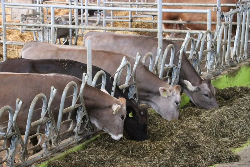 744eda484e1e7fcaf0057f7a77ff82bd301e4e60 Wie Kühe gefüttert werden, hat einen Einfluss auf den Nährstfoffanfall und sollte daher bei der Beurteilung von Nährstoffflüssen berücksichtigt werden. (Bild BauZ)