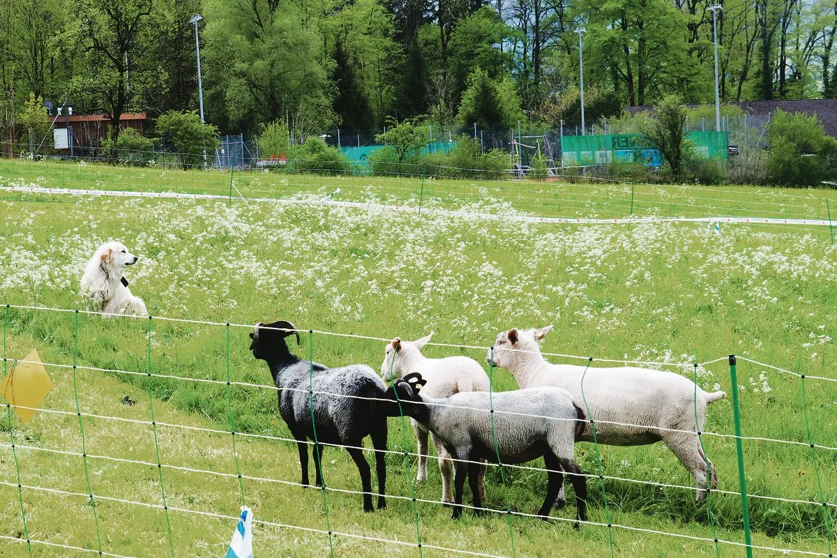 5f368fbf0c6b857b1c95b795dd34d9be670217dc Ein Bild, an das man sich zunehmend gewöhnt: Am Herdenschutztag vom 28. April waren auch Herdenschutzhunde zu begutachten. (Bilder Christian Weber)