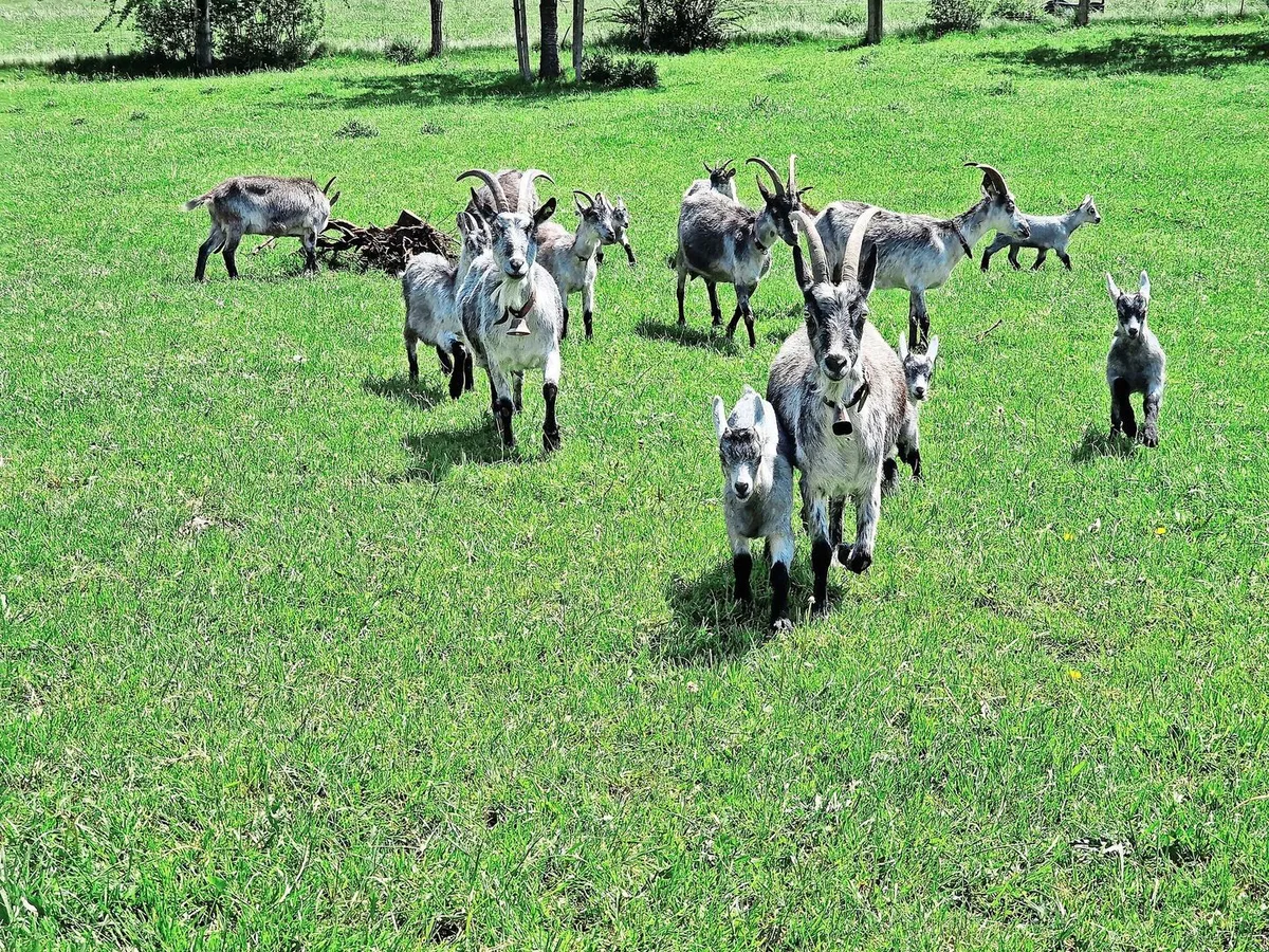 Resistenzen gegen Entwurmungsmittel sind eine zunehmende Problematik der Tierhaltung. Gerade Ziegen reagieren aber sehr sensibel auf Wurmbefall. Es gibt wirksame Alternativen.