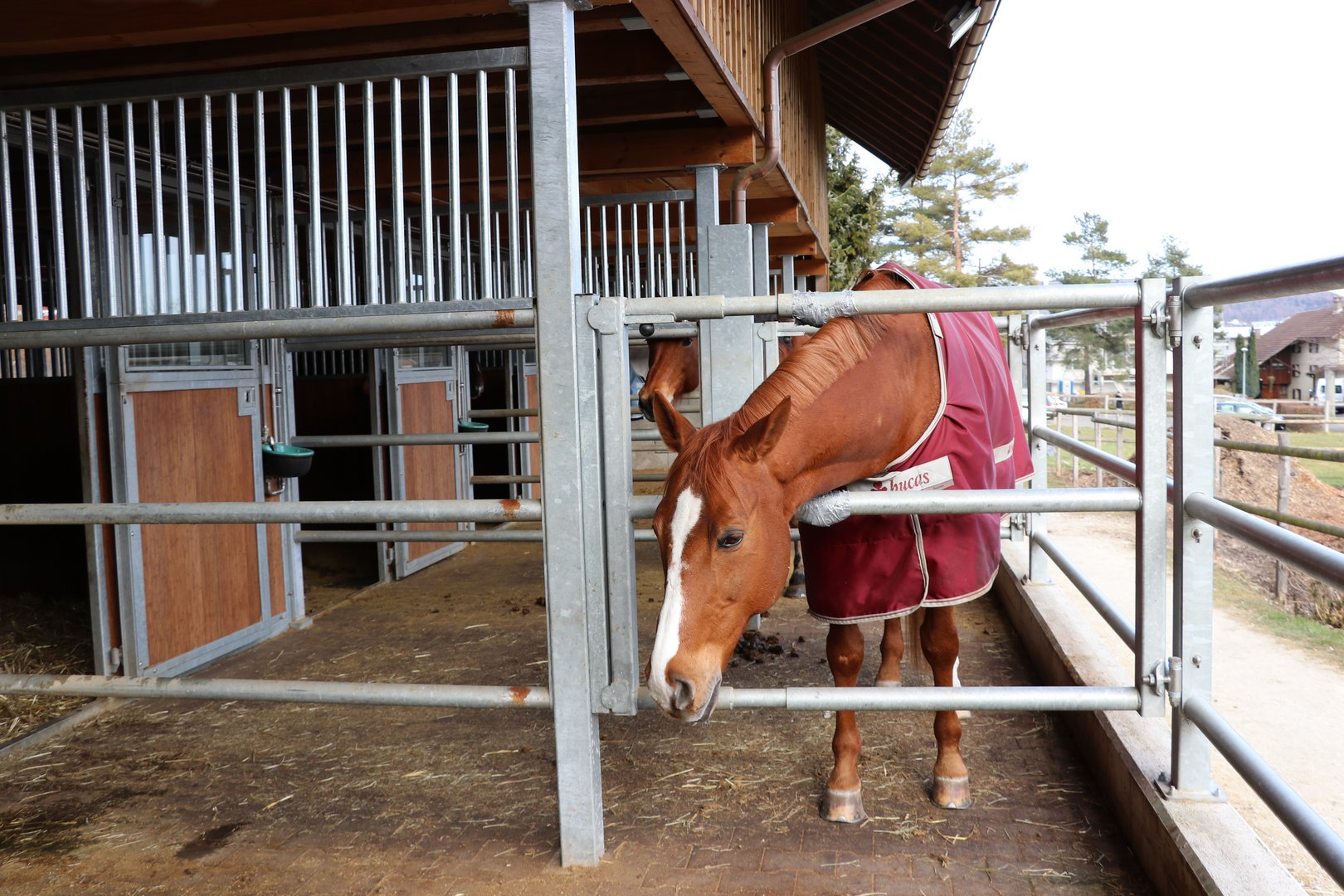 Equines Asthma: Was Pferdehalter gegen den lästigen Stallstaub tun können