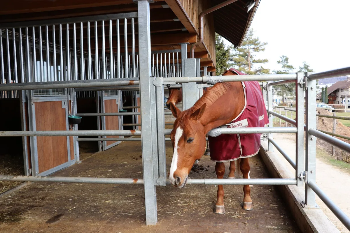 Equines Asthma: Was Pferdehalter gegen den lästigen Stallstaub tun können