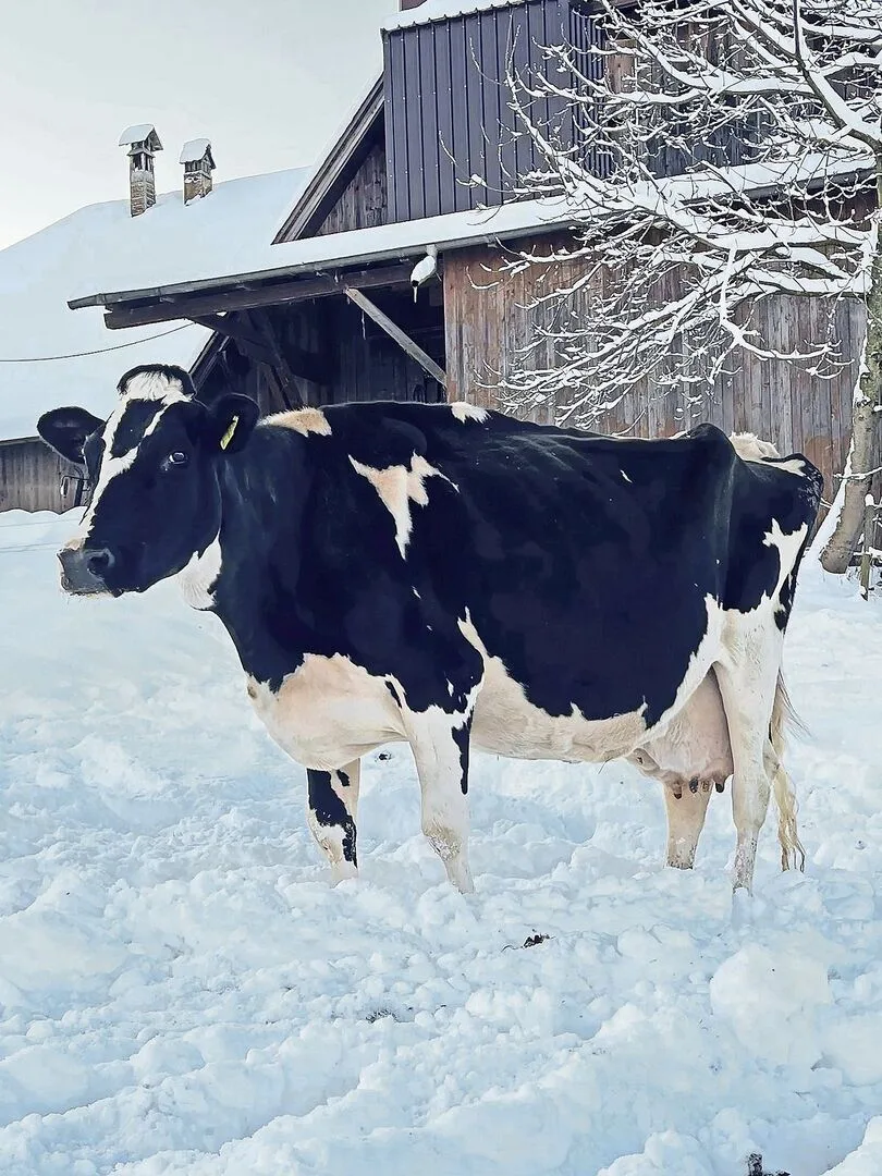 Im Dezember überschritt die Holsteinkuh Guido Helvetia die stolze Marke von 150 000 Kilogramm. Hans Moser erzählt stolz ihre Geschichte.
