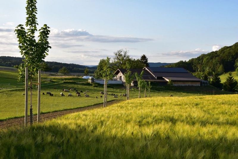 Martin Venzin hat auf dem Hof Wolfenberg ein Agroforstsystem lanciert. Der Aufwand zu Beginn ist nicht zu vernachlässigen. (Bild Martin Venzin)