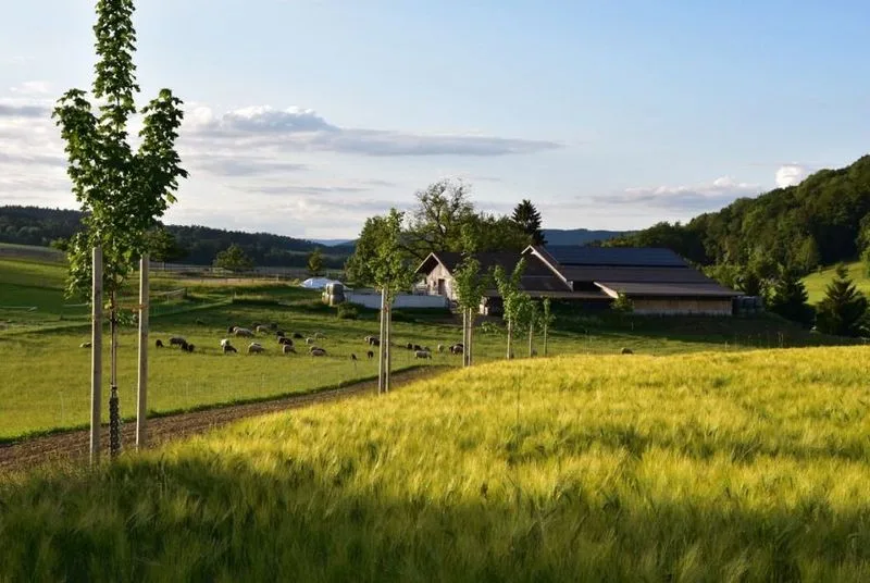 Martin Venzin hat auf dem Hof Wolfenberg ein Agroforstsystem lanciert. Der Aufwand zu Beginn ist nicht zu vernachlässigen. (Bild Martin Venzin)