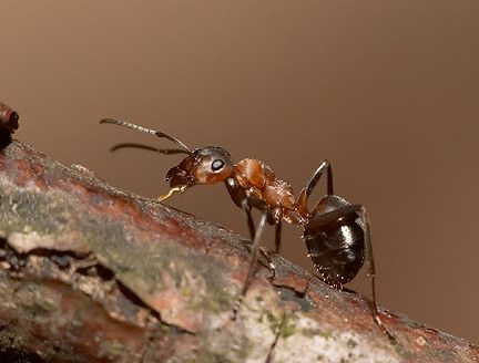Im Basler Wald gibt es längst nicht nur eine Waldameisen-Art. (Bild Natur-Lexikon.ch)