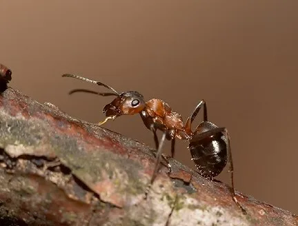 76ff6296861a64f9467b31c336ea31afa159aa37 Im Basler Wald gibt es längst nicht nur eine Waldameisen-Art. (Bild Natur-Lexikon.ch)