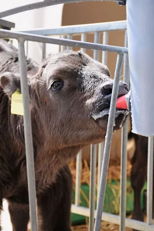 Die Hauptenergiequelle für sehr junge Kälber ist Milch. Pflanzliche Proteine können noch nicht verdaut werden und Durchfall verursachen.
