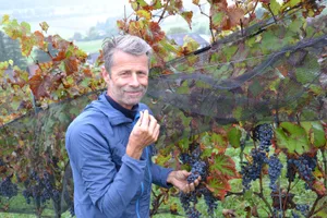 Die Weinlese dauert bei Roland Lenz sechs Wochen, da die verschiedenen Sorten nicht gleichzeitig abreifen. Die seitlichen Netze schützen vor Hagel ebenso wie vor Frassschäden durch Vögel oder Rehe.