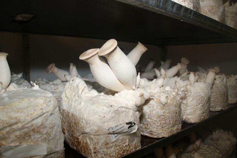 Steigende Produktionskosten setzen Schweizer Pilzproduzenten unter Druck